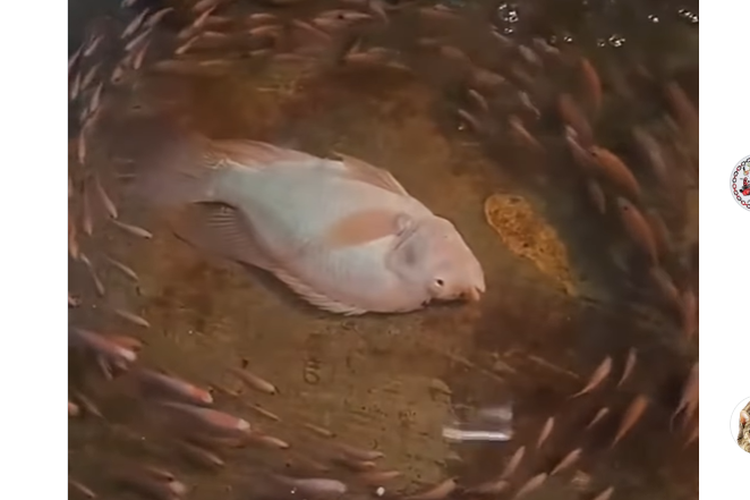 Ikan kecil berenang memutar menghasilkan oksigen dalam air, benarkah bisa selamatkan ikan mati?