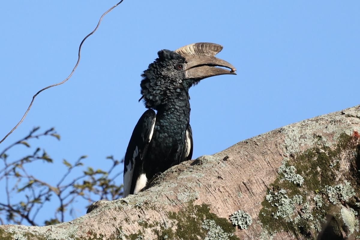5 fakta black and white casqued hornbill, penyebar biji hutan Afrika