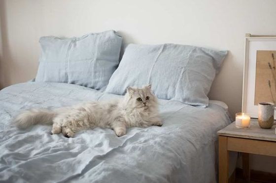 Wajib dipahami! Begini cara merawat kucing anggora si bulu banyak