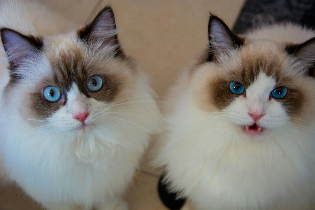 Newly adopted ragdoll cats fall instantly in love with dad