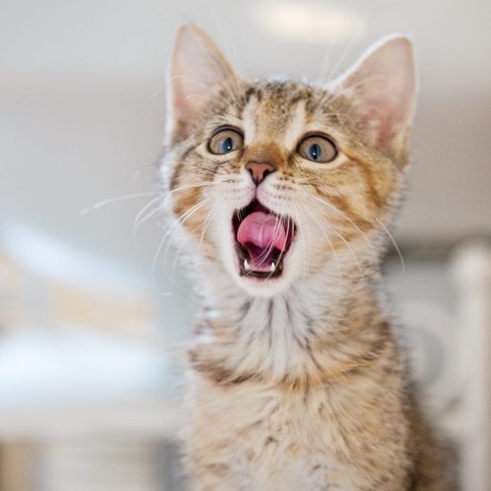 Gemes banget, ternyata ini alasan kucing suka menjilati pemiliknya