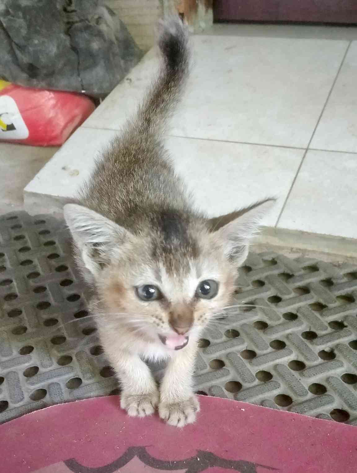 Dia datang tidak diundang