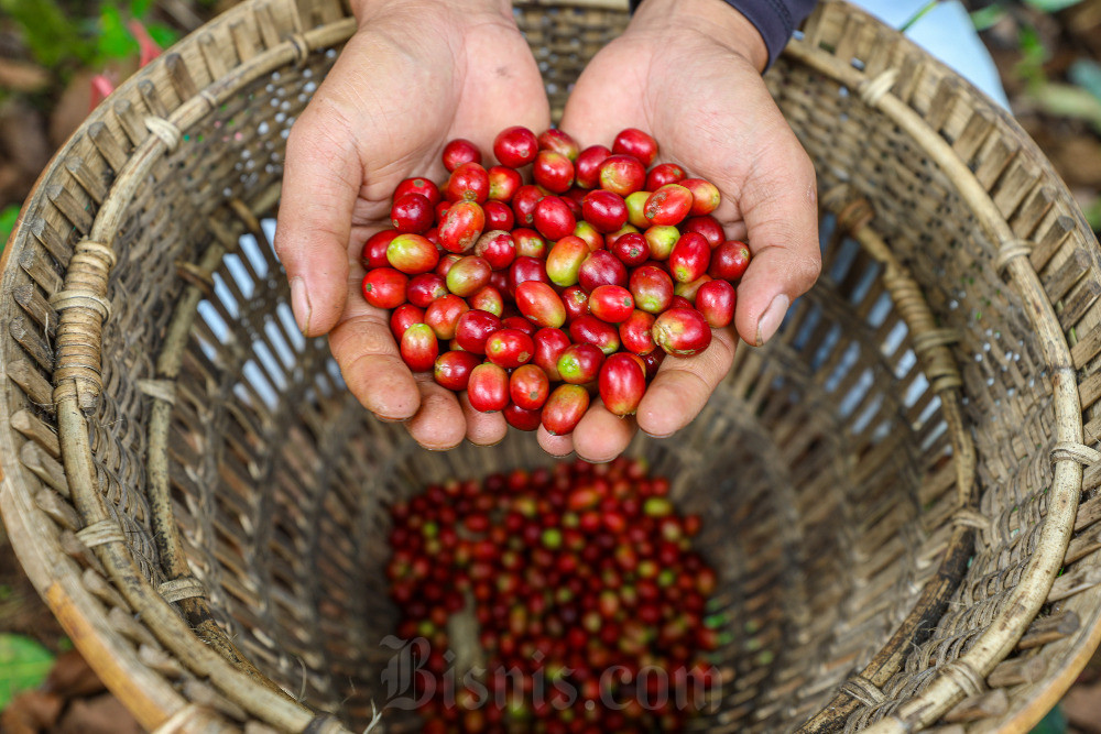 Produksi kopi Kuningan tumbuh pesat pada 2025, produktivitas robusta lebih tinggi