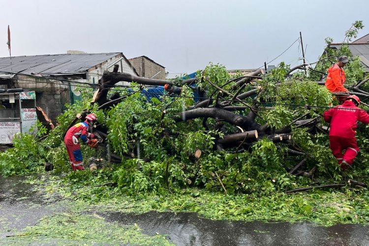 Hujan deras dan angin kencang, pohon kedondong tumbang di Pondok Kopi