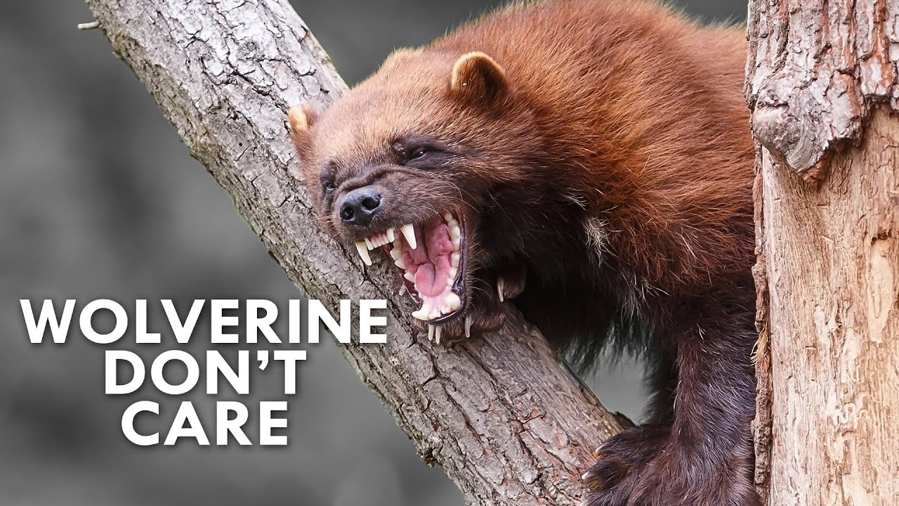 Why wolverines refuse to back down in the wild