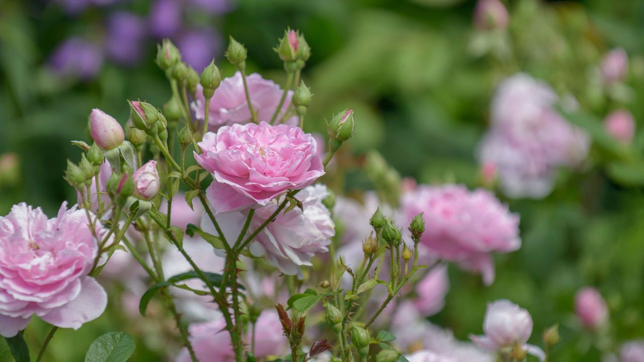 What to do with roses in March – these 3 tasks will make your plants ...
