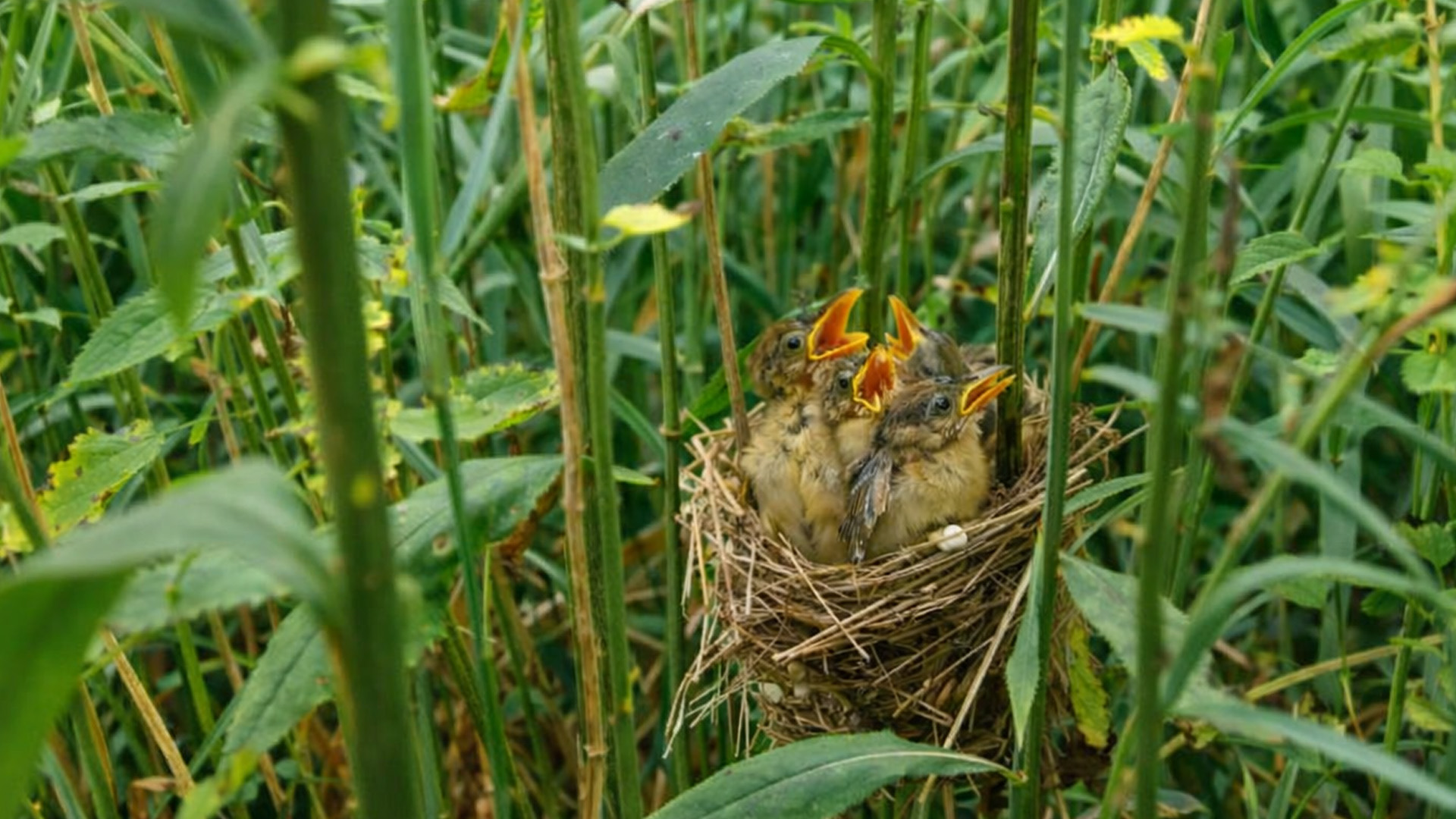 I didn’t expect to find this in the reeds