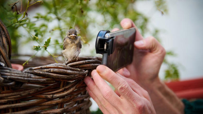 9 best free apps for identifying the birds in your yard