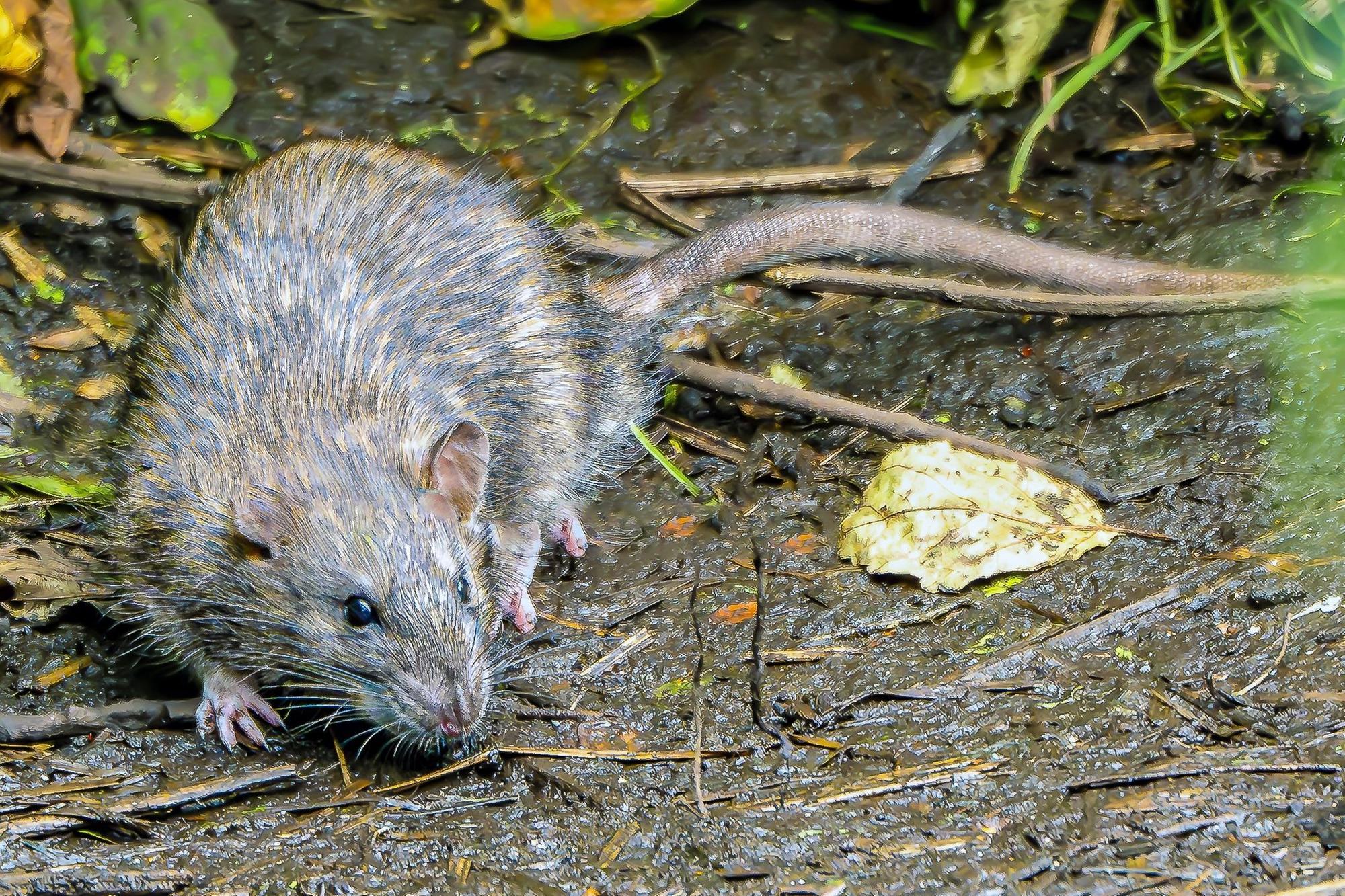 Nature notes with Graham Workman: Rats!