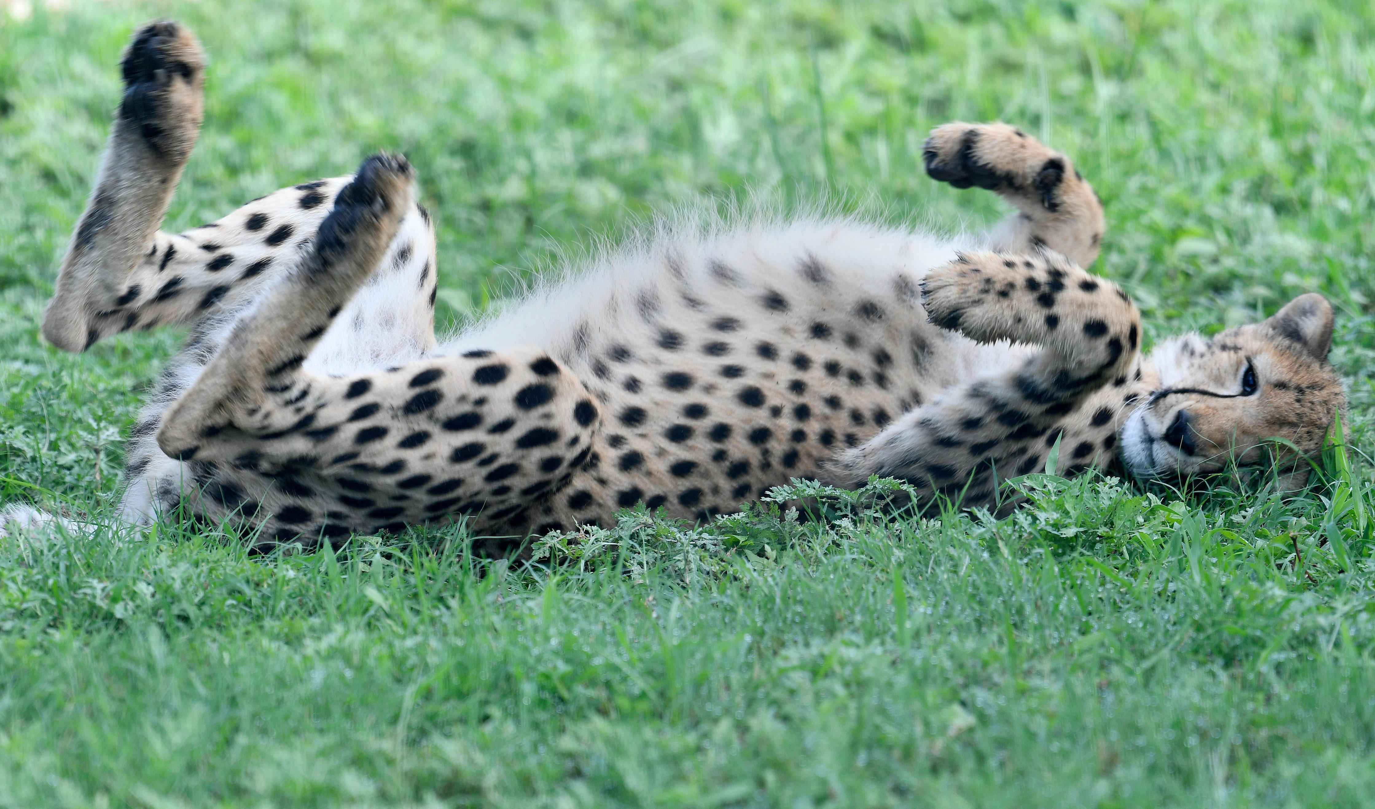 Is it legal to own exotic animals in Michigan?