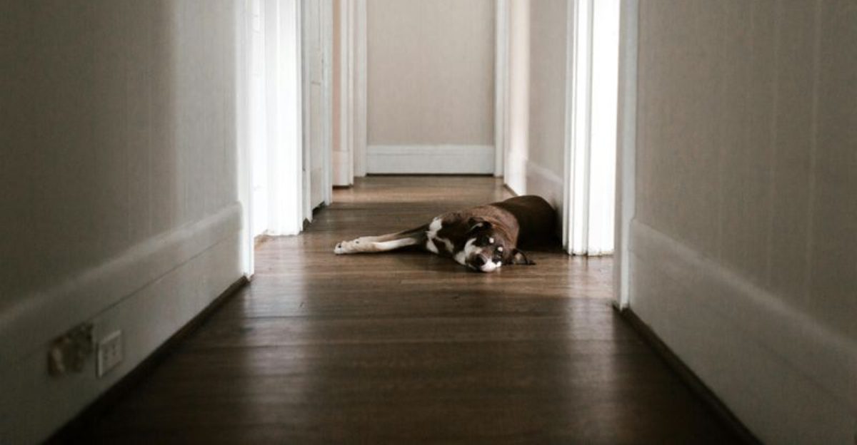 This is why your dog acts perfect at home but falls apart outside – 10 ...