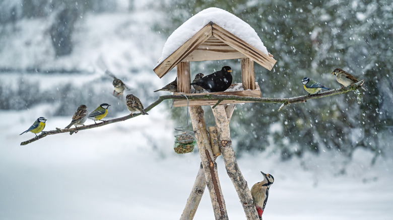 How to support wildlife in your garden during the coldest seasons