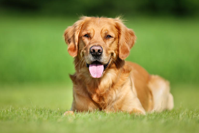Dog intelligence 2026: Here are the 22 dogs with the highest and lowest ...