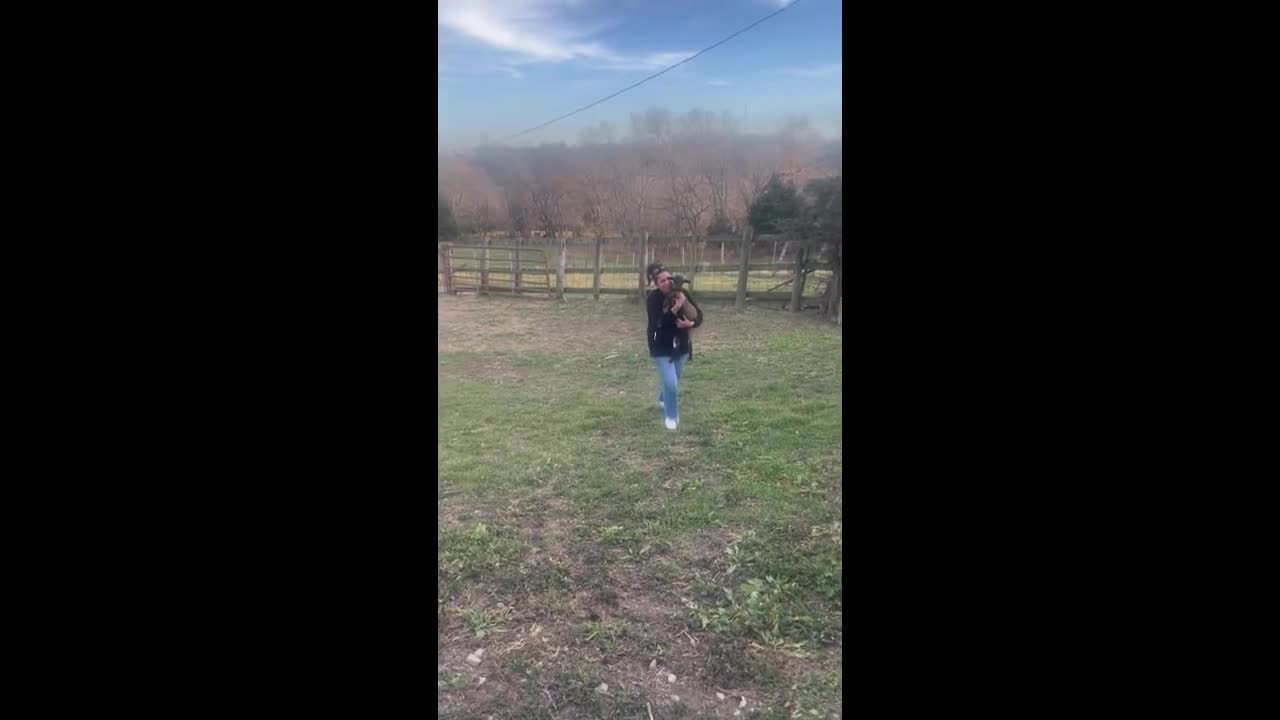 Fainting goat reacts to sudden approach in Saint Charles, Iowa, USA