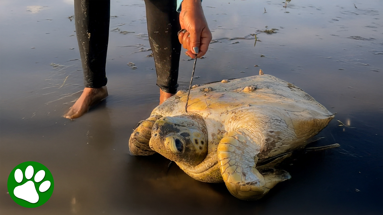 Turtle trapped in rope gets help just in time