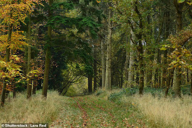 The scientists, from the University of Leeds, said they believe trees and other vegetation 'capture' airborne microplastic particles from the atmosphere. Pictured: Wytham Woods