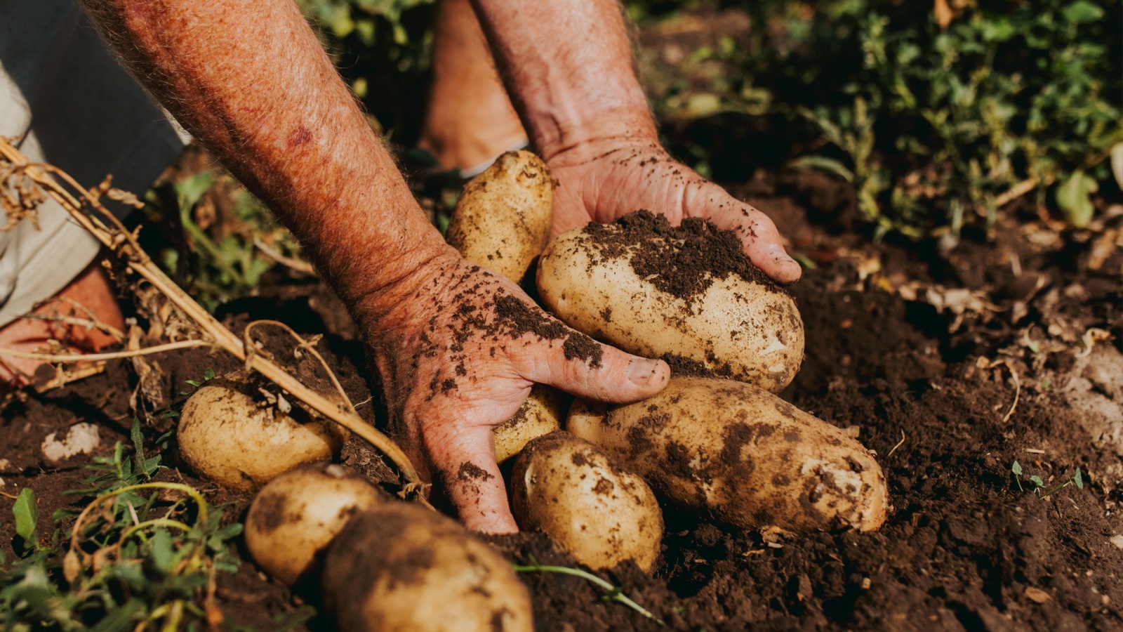 US tightens rules on PEI potato imports today after new Canadian wart ...