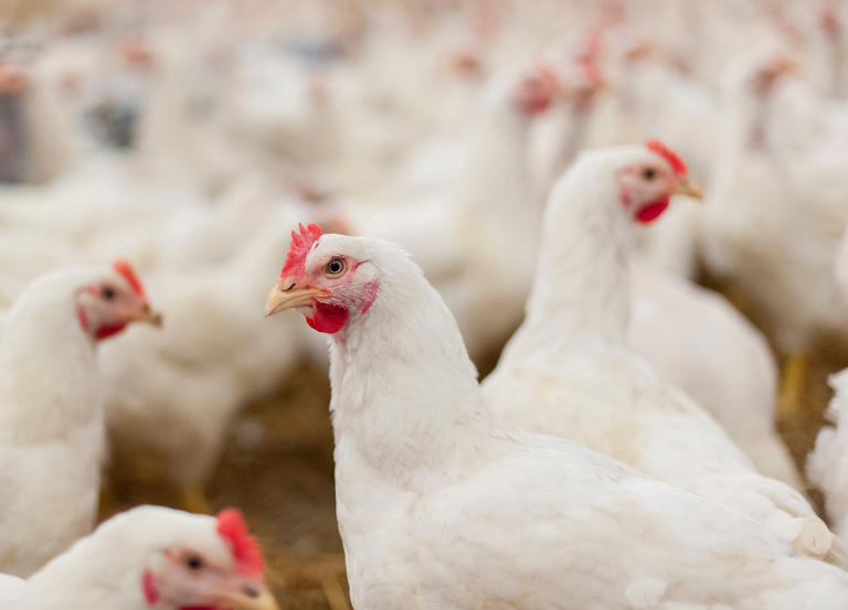 In chicken poop war, OK Republicans pick poultry over people | Opinion