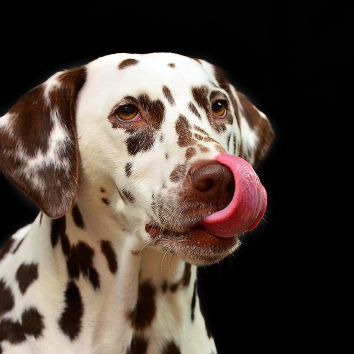 Why some dogs need to be with you all the time, explained by experts