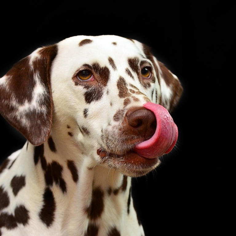 Why some dogs need to be with you all the time, explained by experts