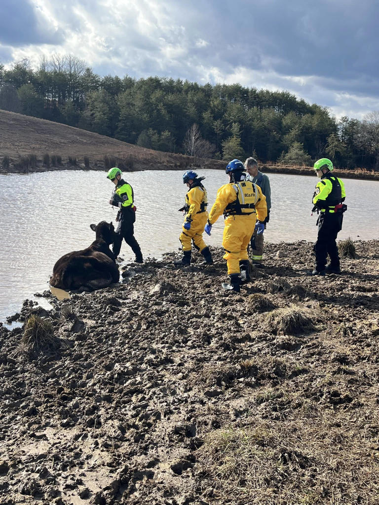 Crews team up to rescue cow stuck in muddy pond