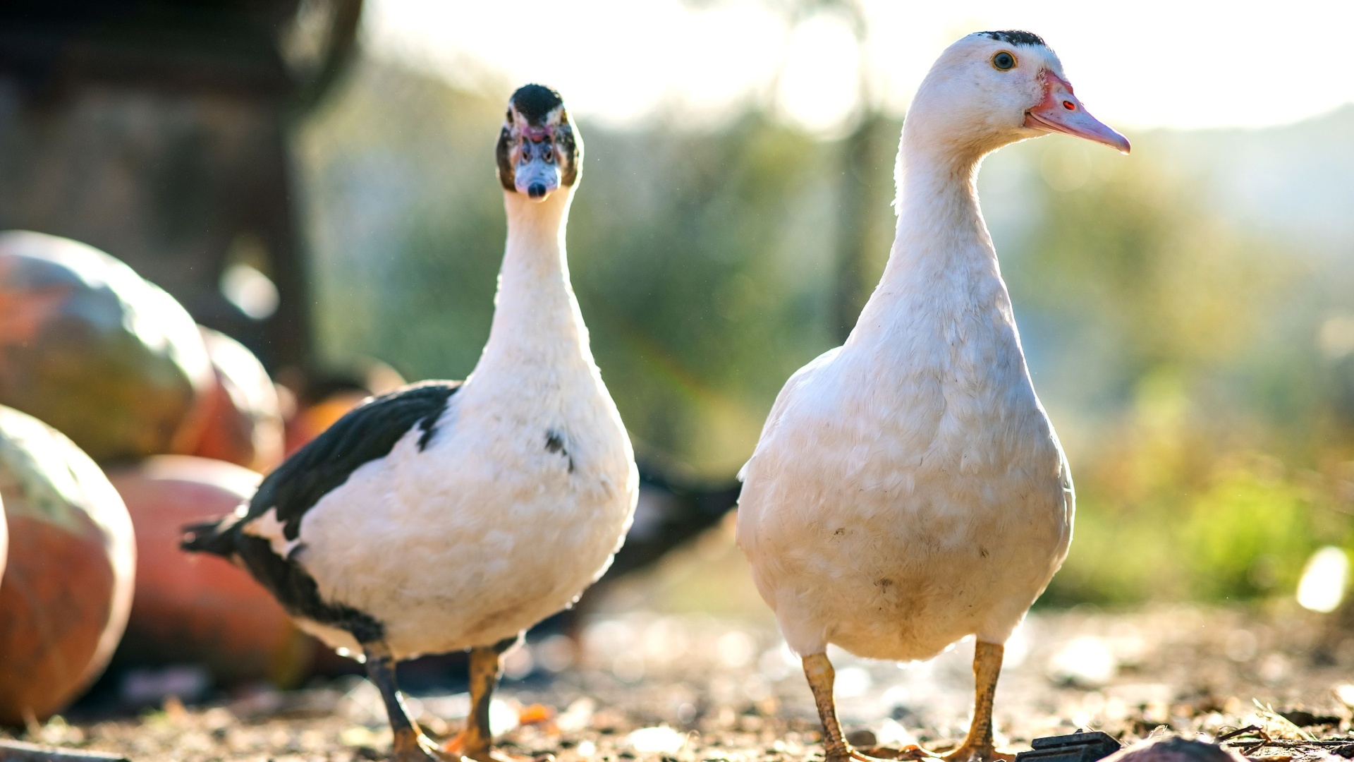 Do ducks make good pets?