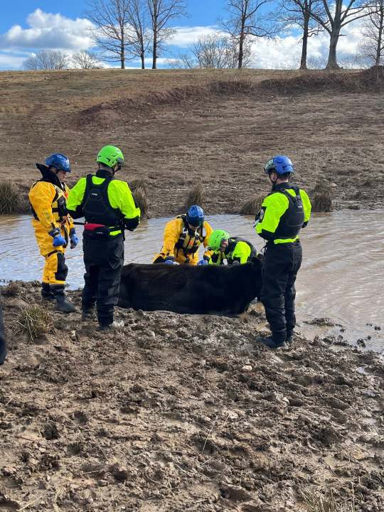 Crews team up to rescue cow stuck in muddy pond