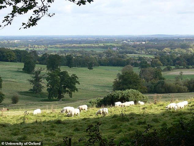 Wytham Woods, a 1,000–acre site of Special Scientific Interest in Oxfordshire, where microplastics were detected in greater numbers than in urban areas