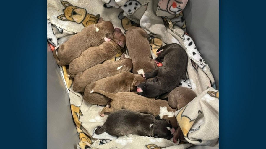 'Free puppies': Newborn pups left in bin rescued in Texas
