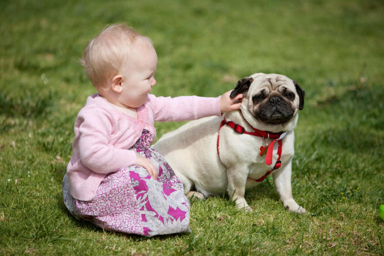 6 things kids should learn before getting a pet