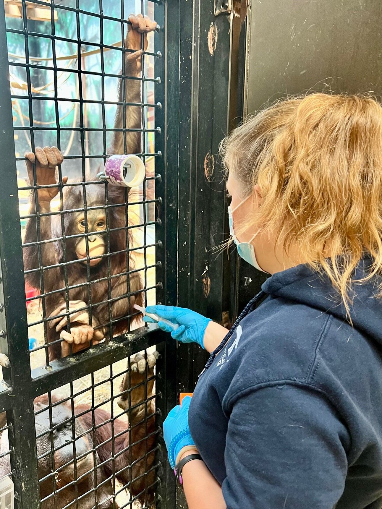 Henry Vilas Zoo announces orangutan vaccination