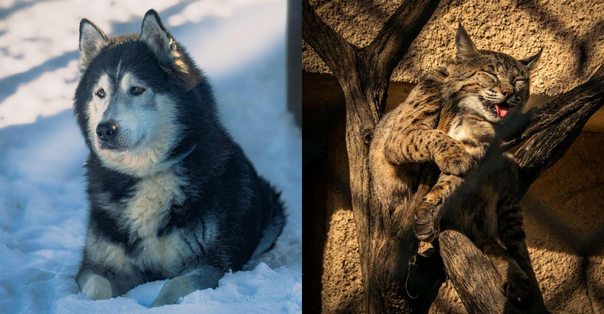 Fluff, fur, and feathers – 16 of the most adorable animals in North America