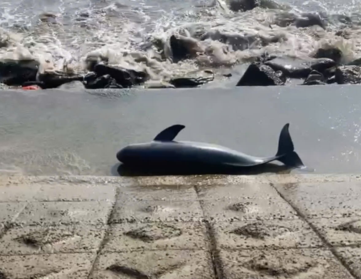 Xác cá voi khoảng 40kg trôi dạt vào bờ biển