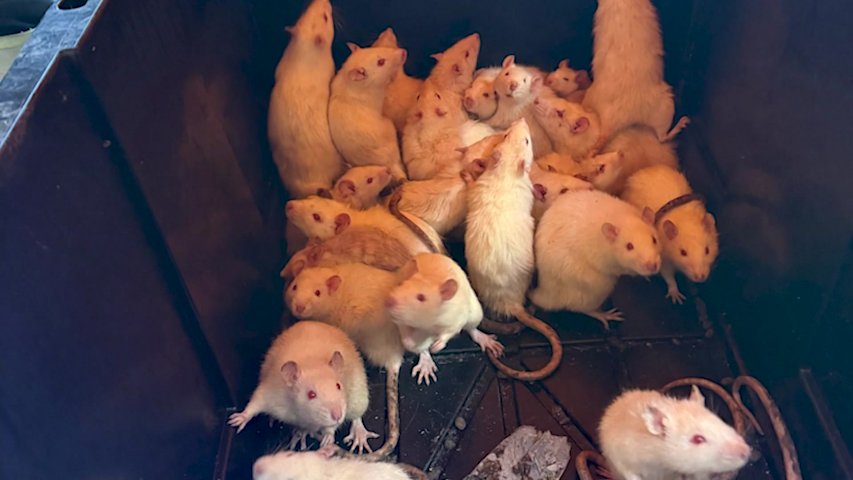 Rat rescue underway in Rocky Point