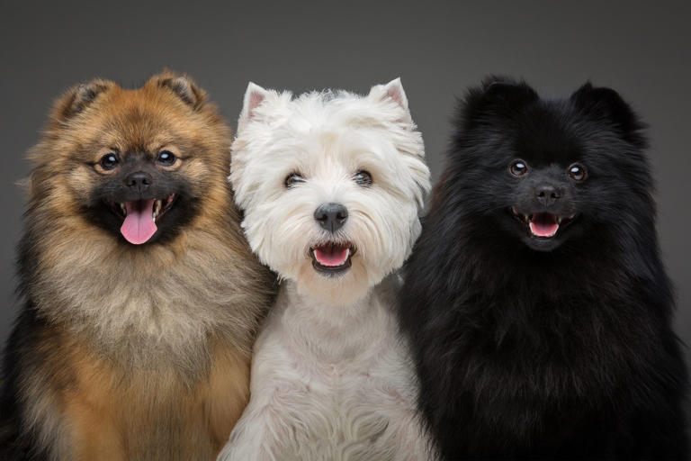 La raza y el tamaño de tu perro sí influye en los años de vida y en su ...
