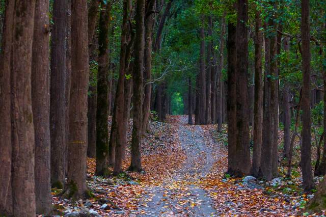 Officials issue warning after wild predator is seen prowling residential area: 