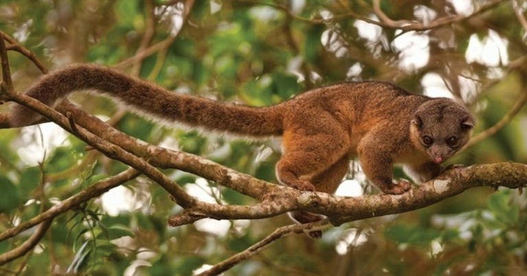 New study reveals that 1,300 new species have been added to the global ...