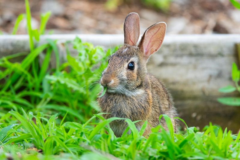 Fluff, fur, and feathers – 16 of the most adorable animals in North America