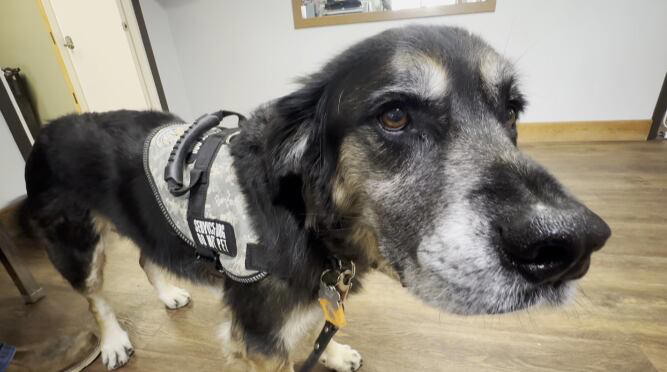 Wounded Warrior Service Dog Program funding cuts affect ND veterans ...