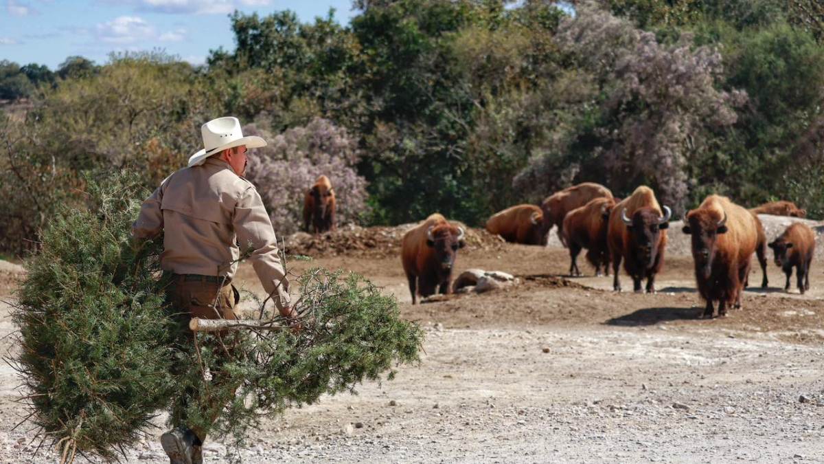 Buffet Conejo Ribero – Lote Degustación Natural Con Heno, Hierbas Y Flores Para Conejos, 100% Natural