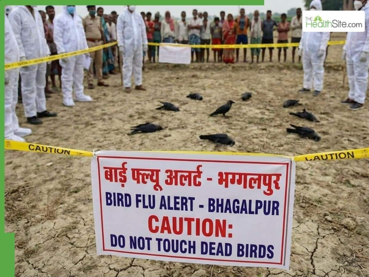 Bird flu alert in Bhagalpur after mass crow deaths: Symptoms, risks to ...