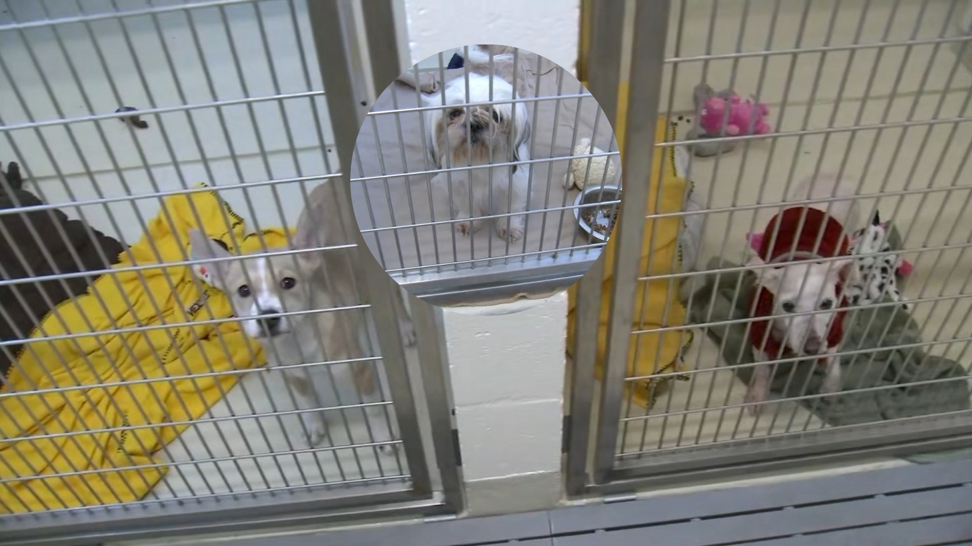 5 dogs left abandoned in Fremont to be up for adoption soon