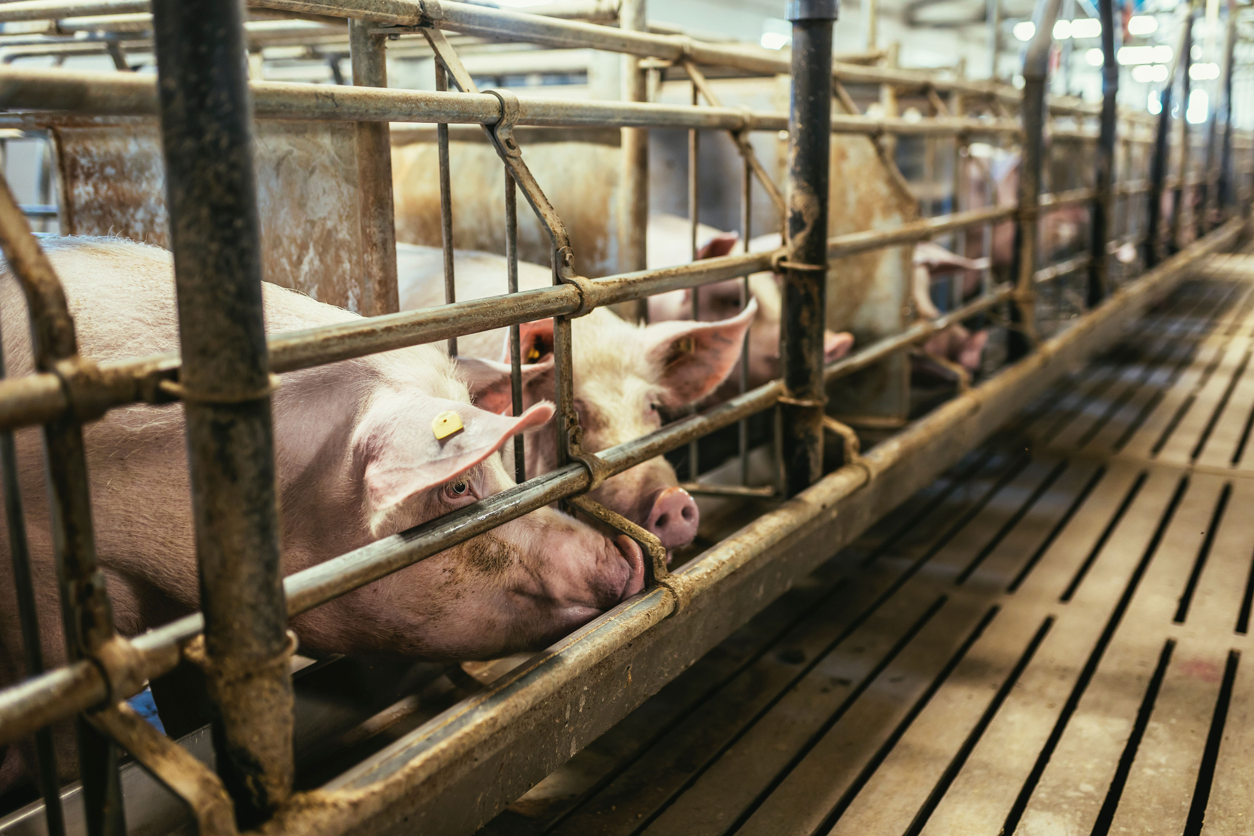 WI vote puts proposed hog farms under scrutiny