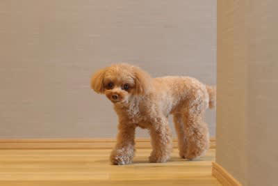 犬が飼い主に『外出しないで』と言っているサイン4つ どうしても出かけなければならないときの対処法とは？