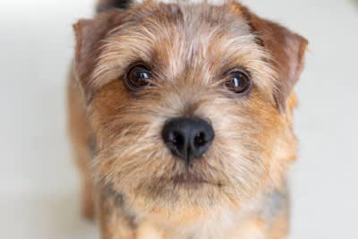 犬が飼い主に『外出しないで』と言っているサイン4つ どうしても出かけなければならないときの対処法とは？