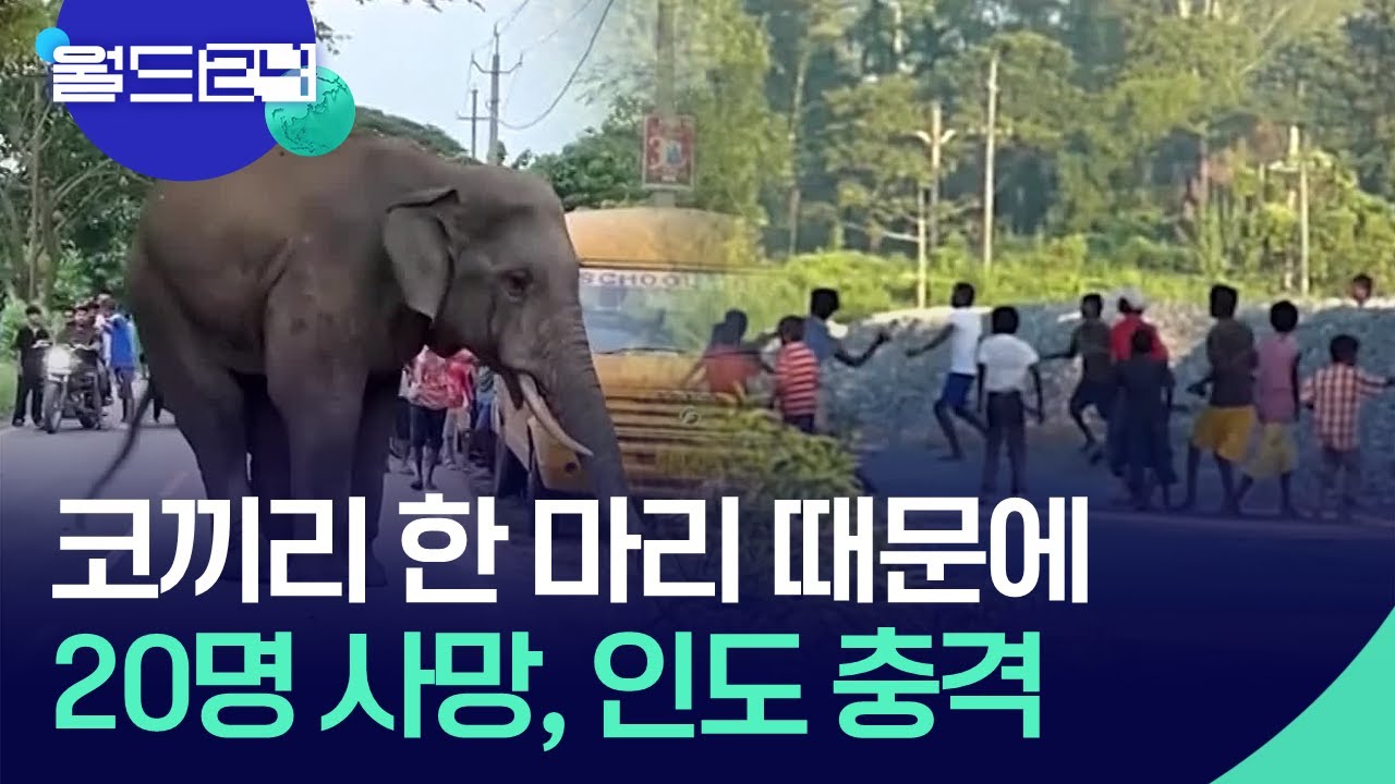 코끼리 한 마리 때문에 20명 사망… 