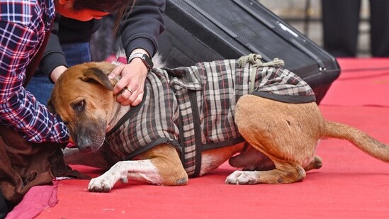 'For every stray dog bite, death, you pay': Supreme Court's big warning ...