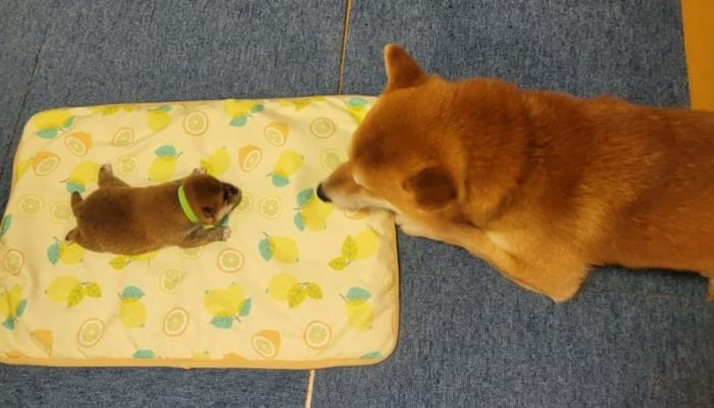 言葉がなくても伝わる!」5匹の子犬を見つめ続ける柴犬パパに感動広がる