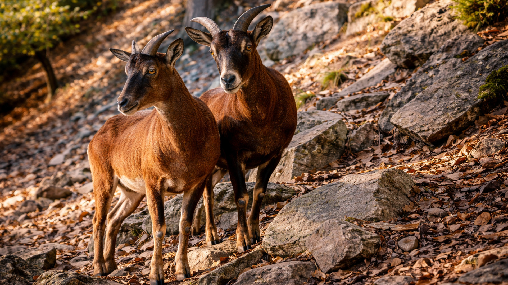 A week in the life of wild animals caught on camera in the forest