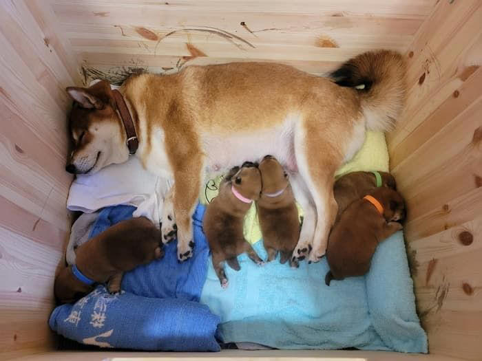 言葉がなくても伝わる!」5匹の子犬を見つめ続ける柴犬パパに感動広がる